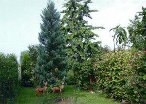 Mammutbäume im Garten | Helgas Garten