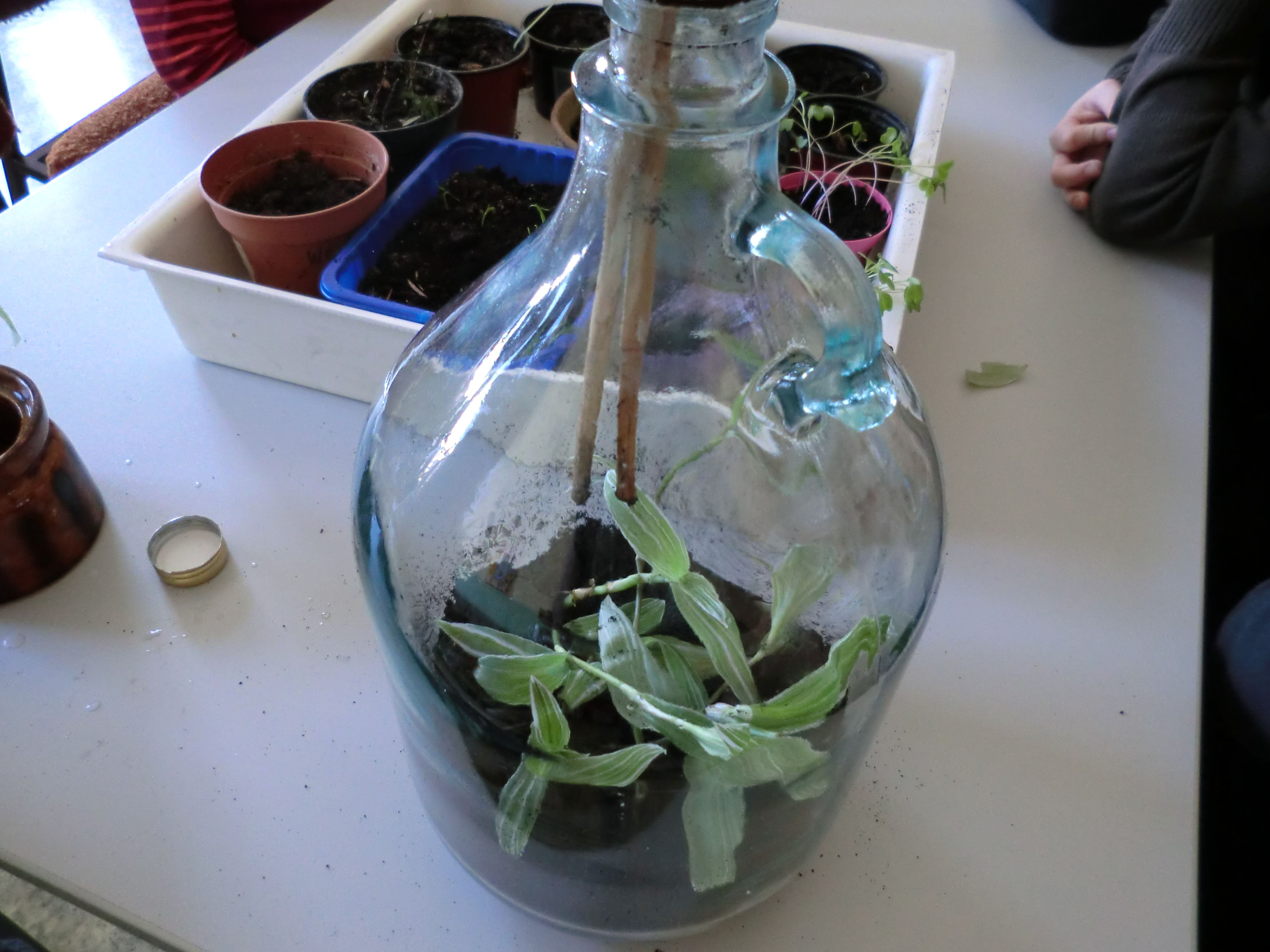 Pflanzen in der Flasche Helgas Garten