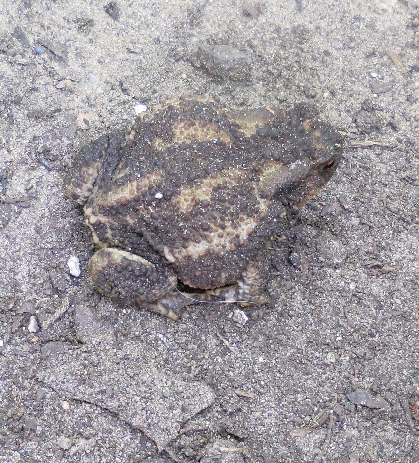 Naturliche Ameisenbekampfung Helgas Garten