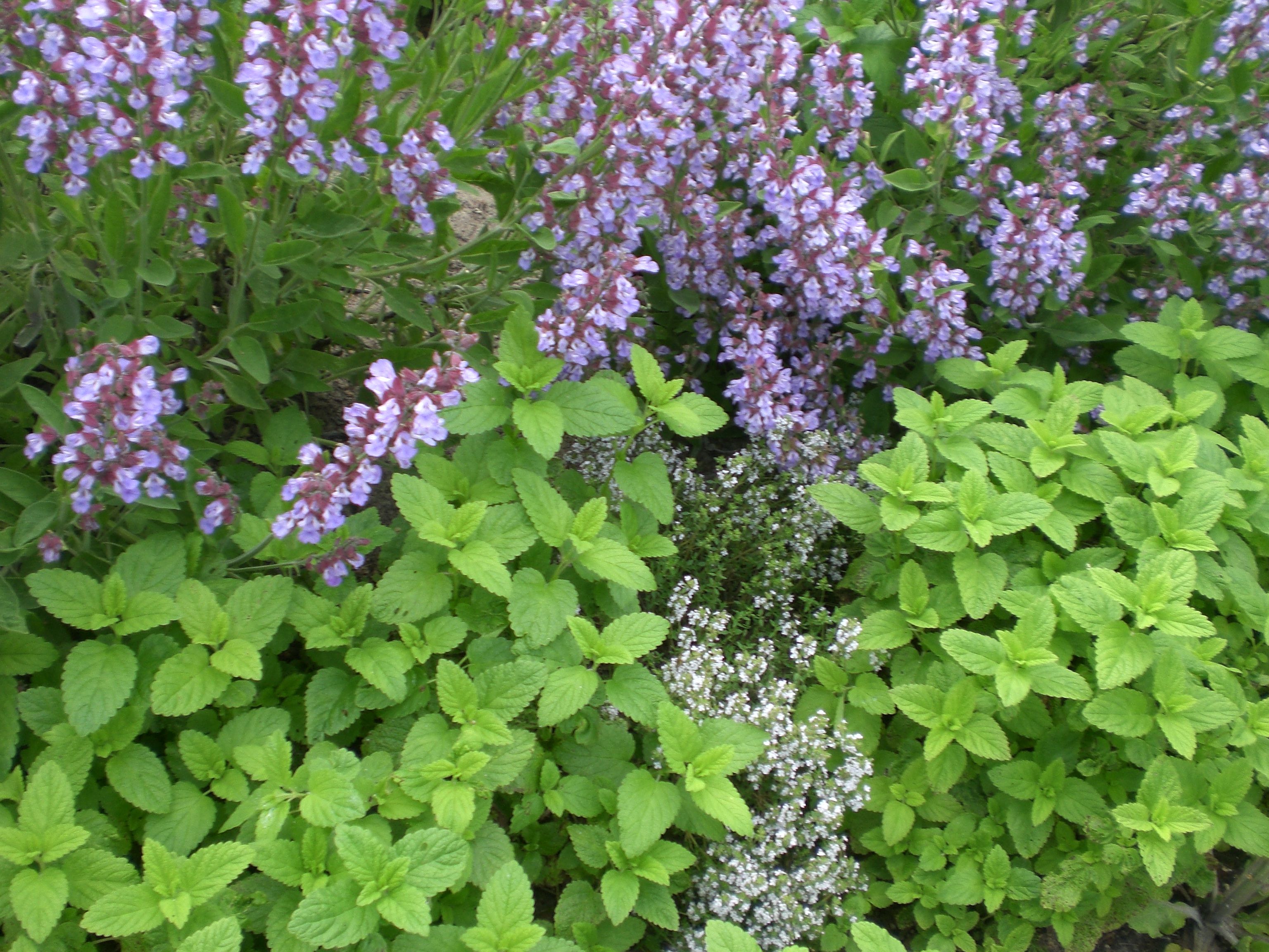 Kräuter im Garten oder in der Natur Helgas Garten