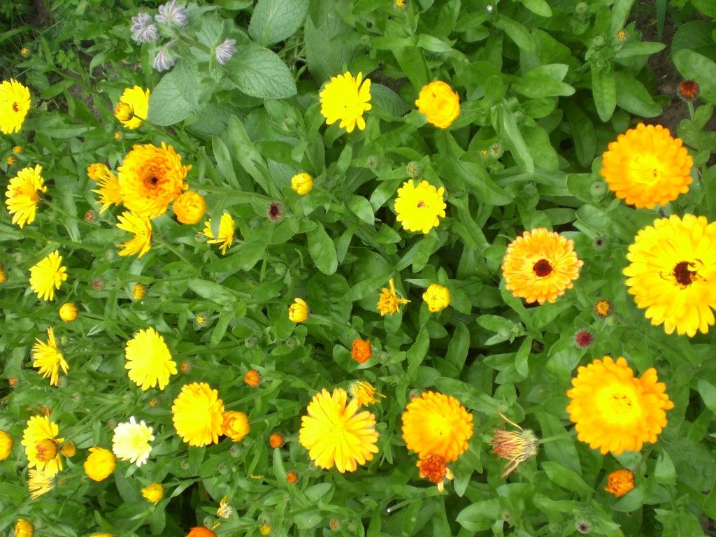 Gemüse und Blumen aus dem Garten | Helgas Garten