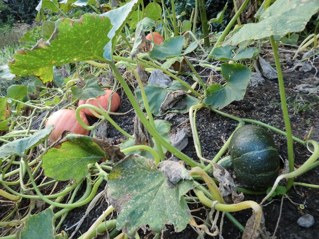 Tomaten und Kürbisse Helgas Garten