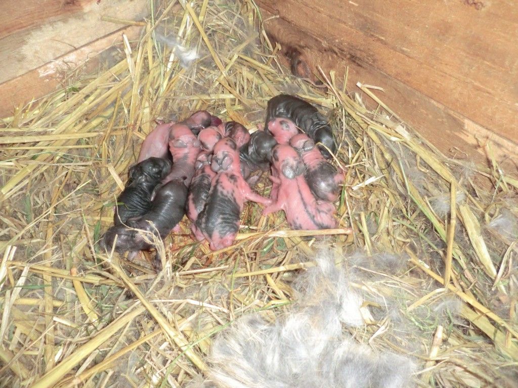Neugeborene Kaninchen …. - Helgas Garten