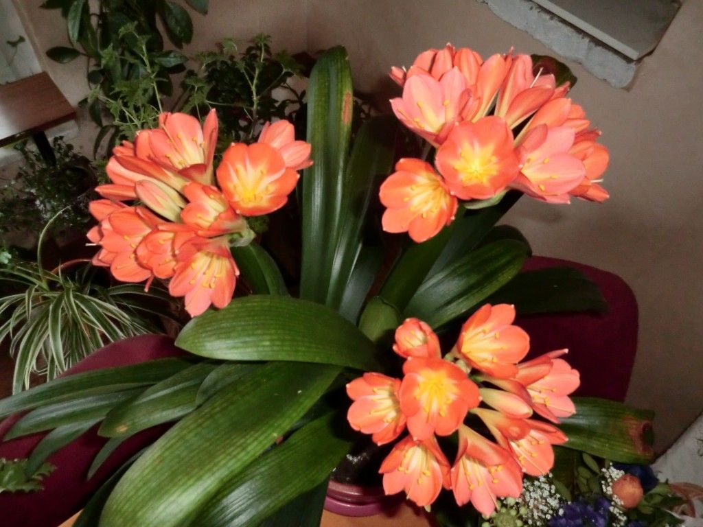 Riemenblatt (Clivia) Helgas Garten