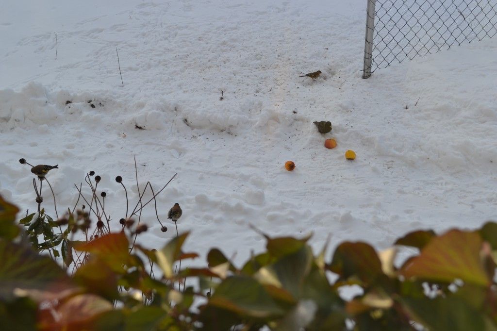Und dräut der Winter noch so sehr… Helgas Garten Und dräut der Winter noch so sehr… Helgas Garten