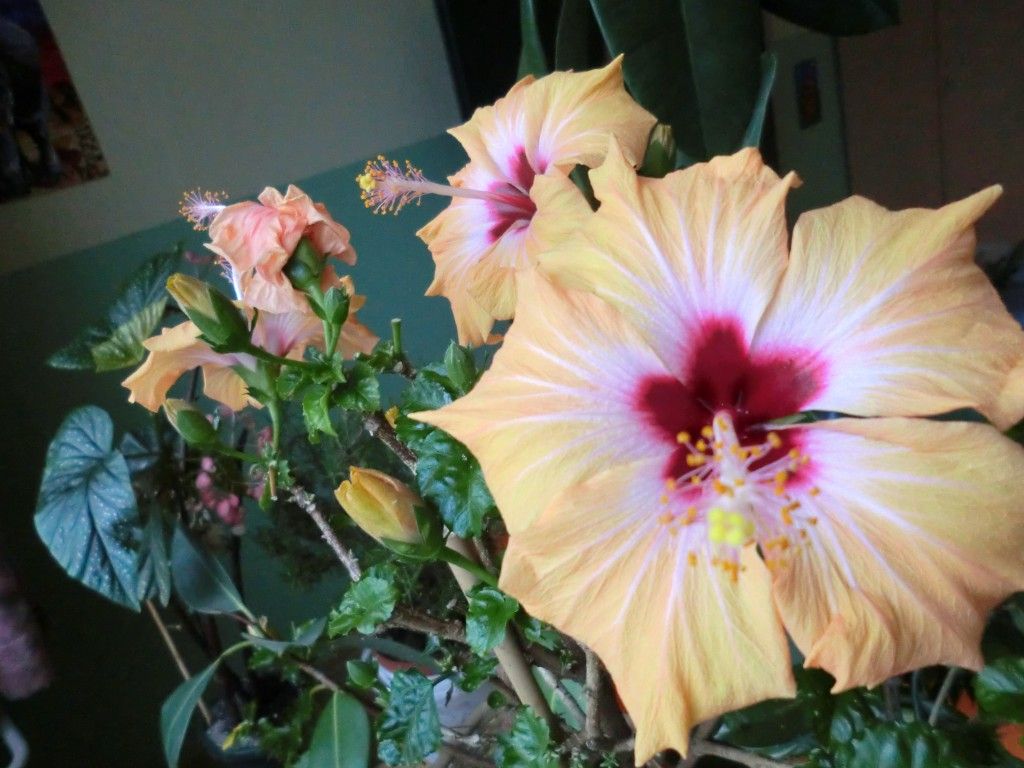 Hibiskus überwintern Helgas Garten